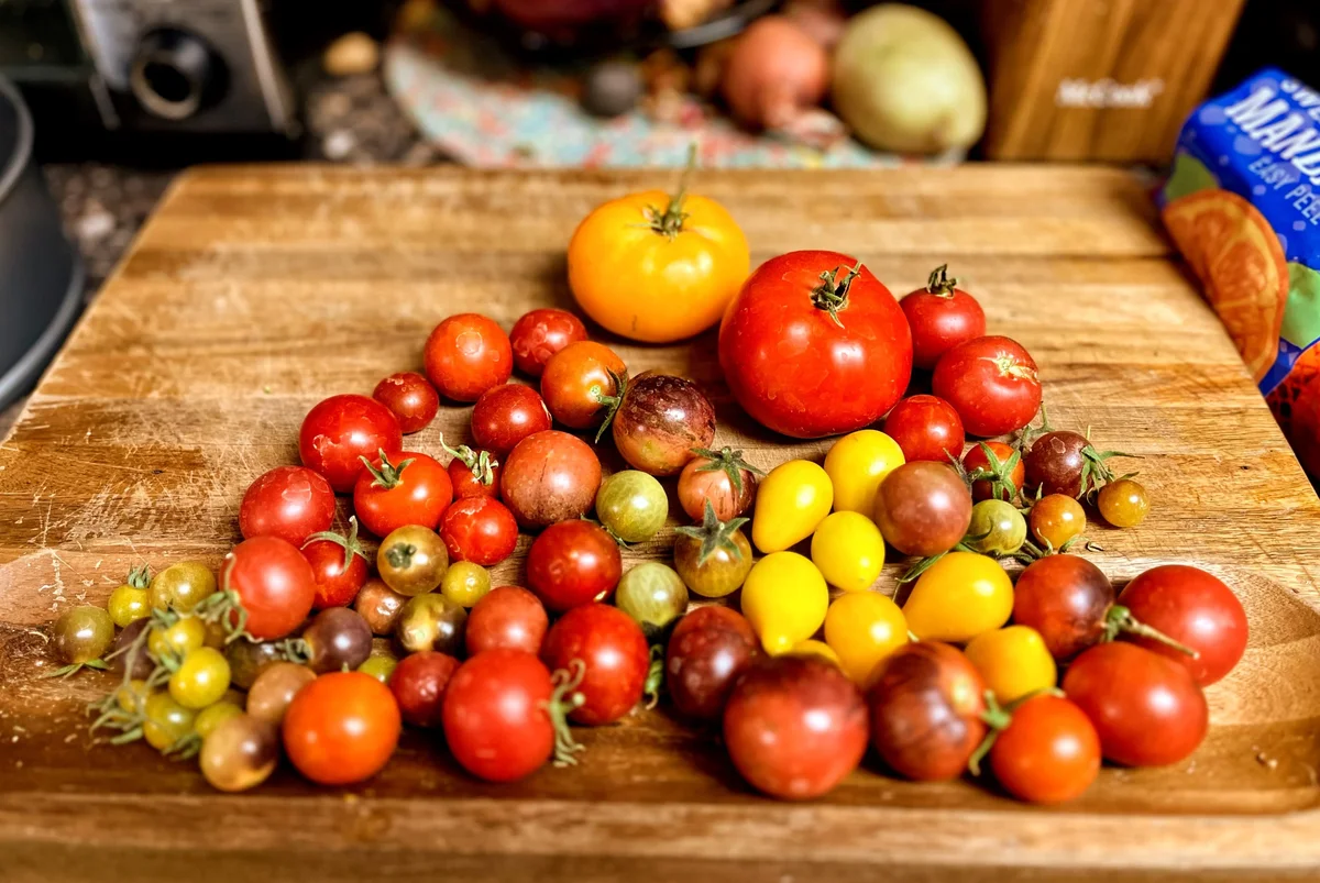 An Array of Organic Heirloom Tomatoes